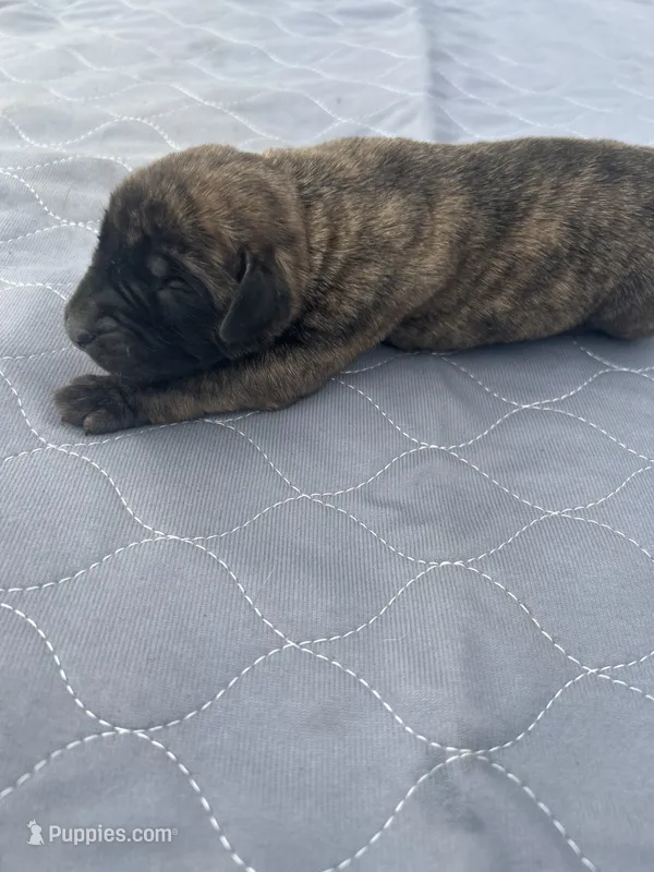 Ava - AKC English Mastiff – English Mastiff puppy for sale in Chatsworth, IL