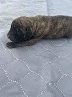 Ava - AKC English Mastiff, a female English Mastiff for sale in Chatsworth, IL – 1 of 3