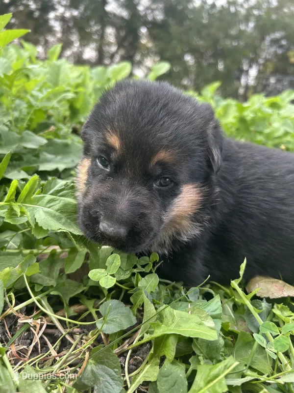 AKC Male - Lime Green collar – German Shepherd Dog puppy for sale in Chatsworth, IL