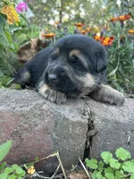 AKC Male - Orange collar, a male German Shepherd Dog for sale in Chatsworth, IL – 4 of 4