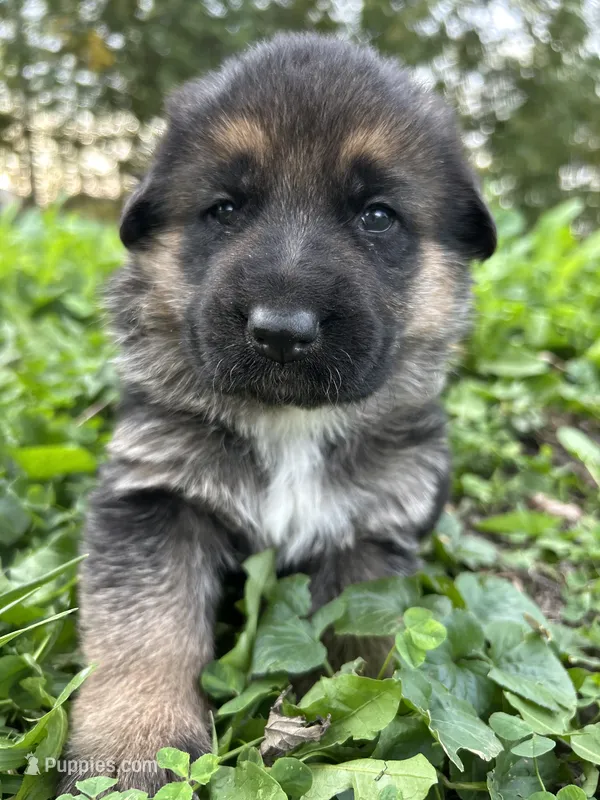AKC Female - Pink Collar – German Shepherd Dog puppy for sale in Chatsworth, IL
