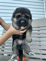 AKC Female - Pink Collar, a female German Shepherd Dog for sale in Chatsworth, IL – 3 of 3
