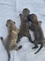 Ava - AKC English Mastiff, a female English Mastiff for sale in Chatsworth, IL – 3 of 3