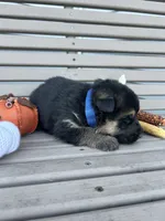 AKC Male - Blue Collar, a male German Shepherd Dog for sale in Chatsworth, IL – 2 of 3