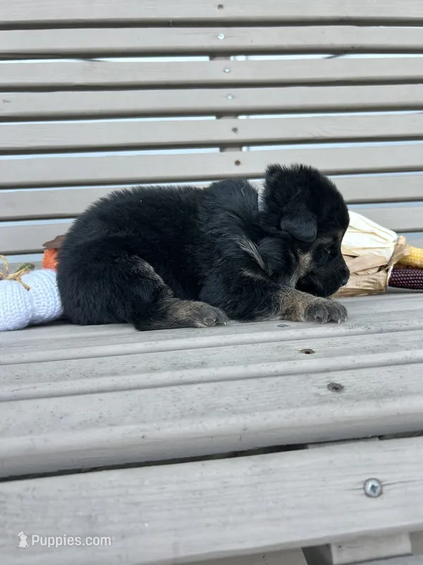 AKC Male - Gray Collar – German Shepherd Dog puppy for sale in Chatsworth, IL