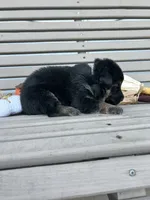 AKC Male - Gray Collar, a male German Shepherd Dog for sale in Chatsworth, IL – 1 of 2