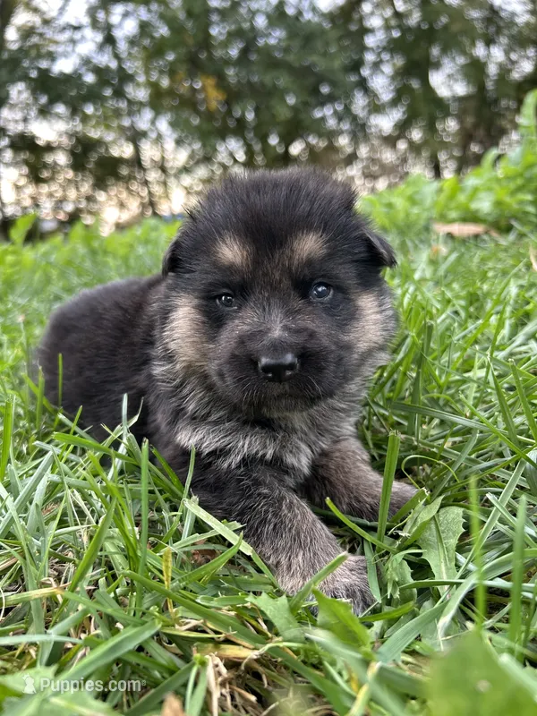 AKC Male - Red Collar – German Shepherd Dog puppy for sale in Chatsworth, IL