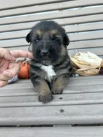 AKC Male - Black Collar, a male German Shepherd Dog for sale in Chatsworth, IL – 2 of 4