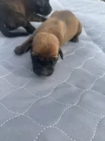 Axel - AKC English Mastiff, a male English Mastiff for sale in Chatsworth, IL – 3 of 8