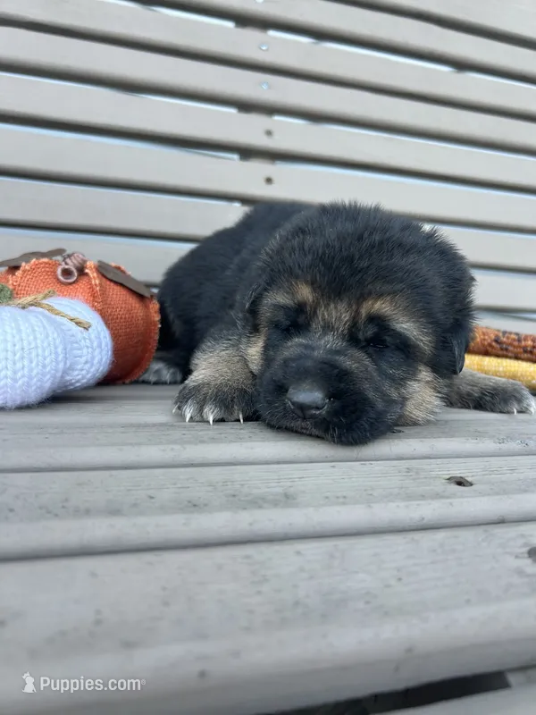 AKC Female - Pink Collar – German Shepherd Dog puppy for sale in Chatsworth, IL