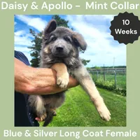AKC Blue&Silver LH - DA Mint, a female German Shepherd Dog for sale in Princeville, IL – 3 of 9