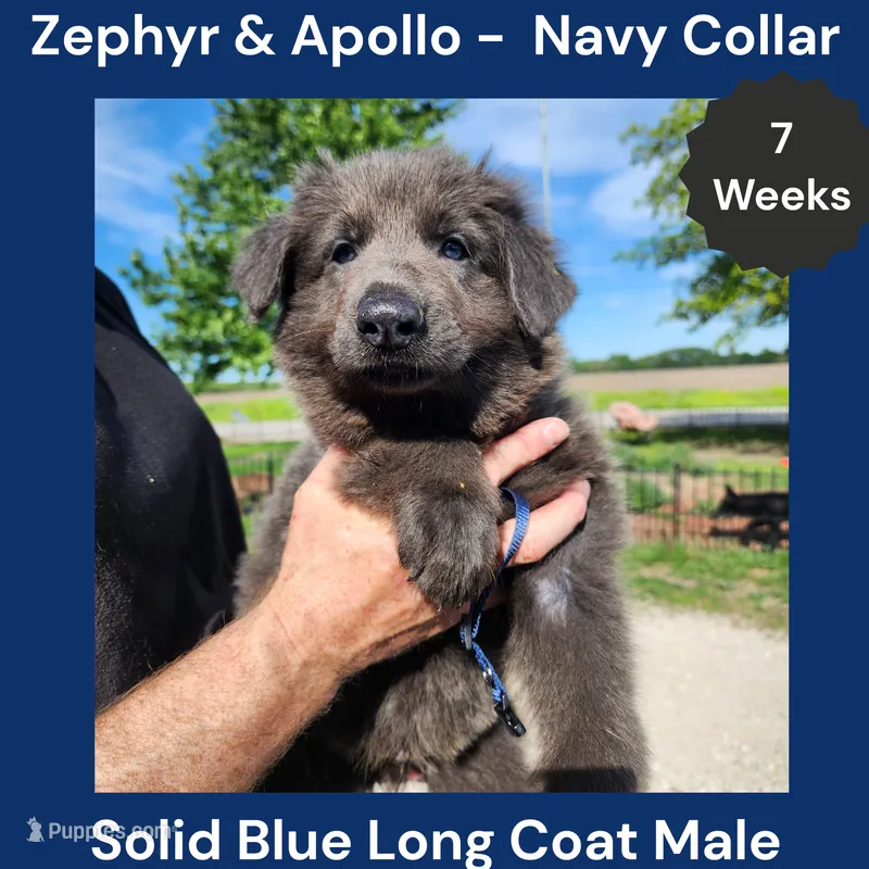 AKC Blue LH - ZA Navy – German Shepherd Dog puppy for sale in Princeville, IL