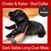 AKC D. Sable LH - CR Red, a male German Shepherd Dog for sale in Princeville, IL – Photo 2 of 4