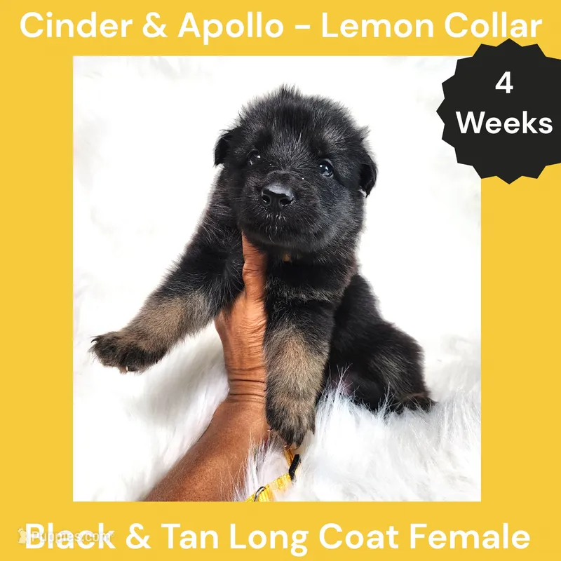 AKC Black & Tan Long Coat - CA Lemon – German Shepherd Dog puppy for sale in Princeville, IL