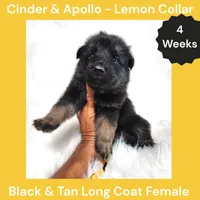 AKC Black & Tan Long Coat - CA Lemon, a female German Shepherd Dog for sale in Princeville, IL – 1 of 3