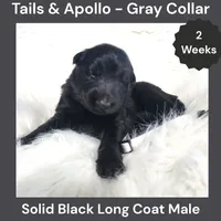 AKC Black Long Coat - TA Gray, a male German Shepherd Dog for sale in Princeville, IL – 2 of 3