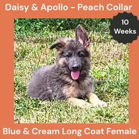 AKC Blue&Cream LH - DA Peach, a female German Shepherd Dog for sale in Princeville, IL – 2 of 10
