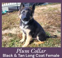 AKC Black/Tan LC - DA Plum, a female German Shepherd Dog for sale in Princeville, IL – Photo 2 of 7