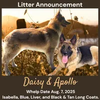 AKC Black/Tan LC - DA Plum, a female German Shepherd Dog for sale in Princeville, IL – Photo 7 of 7