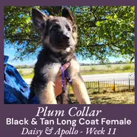 AKC Black/Tan LC - DA Plum, a female German Shepherd Dog for sale in Princeville, IL – Photo 3 of 7