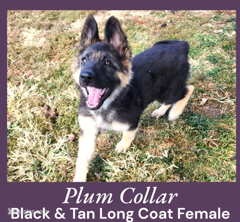 AKC Black/Tan LC - DA Plum