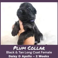 AKC Black/Tan LC - DA Plum, a female German Shepherd Dog for sale in Princeville, IL – Photo 6 of 7