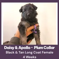 AKC Black/Tan LC - DA Plum, a female German Shepherd Dog for sale in Princeville, IL – Photo 5 of 7