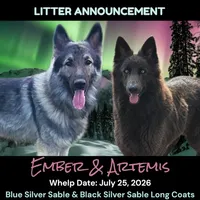 AKC Blue Silver Sable Long Coat - AE Plum, a female German Shepherd Dog for sale in Princeville, IL – 4 of 4