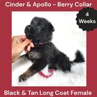 AKC Black & Tan Long Coat - CA Berry, a female German Shepherd Dog for sale in Princeville, IL – 2 of 3
