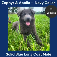 AKC Blue LH - ZA Navy, a male German Shepherd Dog for sale in Princeville, IL – 2 of 9