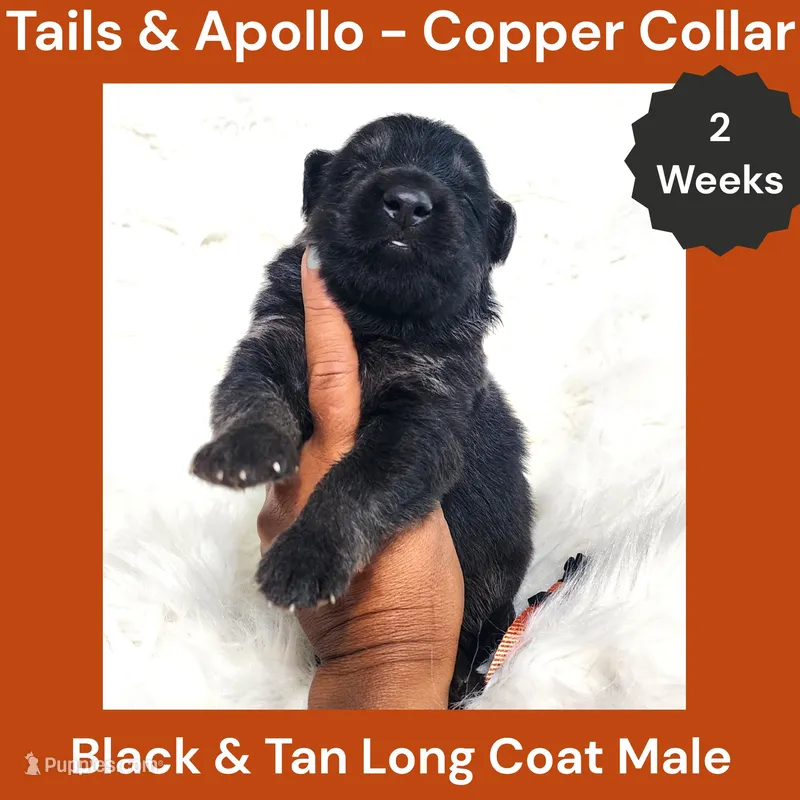 AKC Black & Tan Long Coat - TA Copper – German Shepherd Dog puppy for sale in Princeville, IL