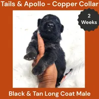 AKC Black & Tan Long Coat - TA Copper, a male German Shepherd Dog for sale in Princeville, IL – 1 of 3