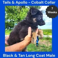 AKC Black & Tan Long Coat - TA Cobalt, a male German Shepherd Dog for sale in Princeville, IL – 3 of 9