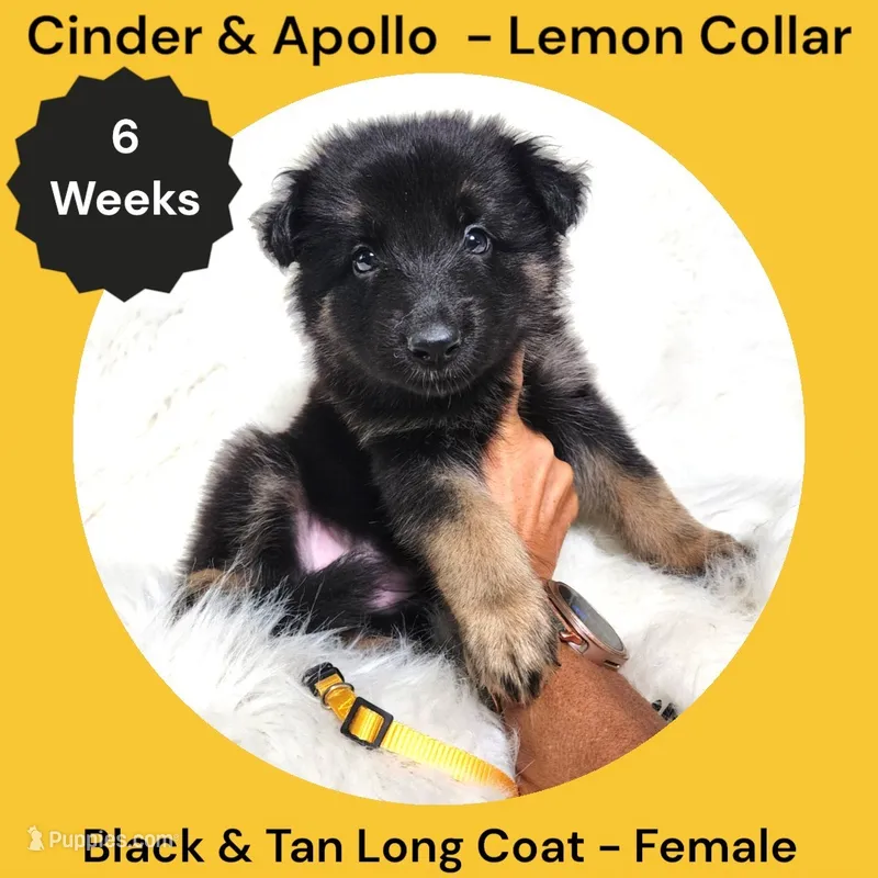 AKC Black & Tan Long Coat - CA Lemon – German Shepherd Dog puppy for sale in Princeville, IL