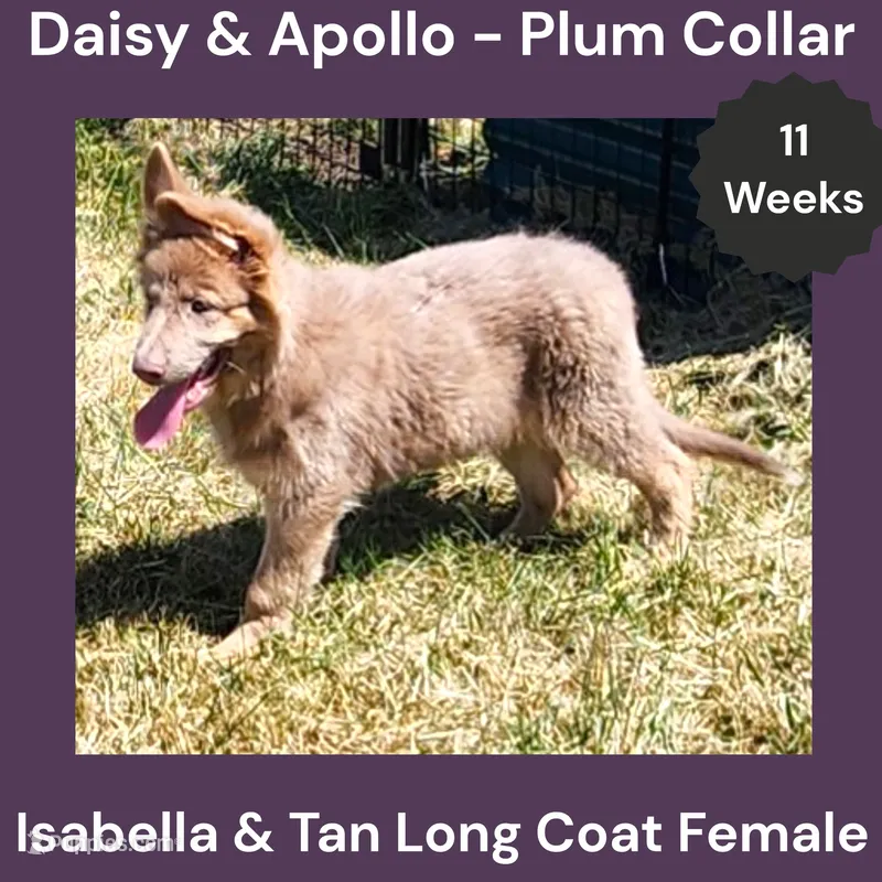 AKC Isabella&tan LH - DA Plum – German Shepherd Dog puppy for sale in Princeville, IL