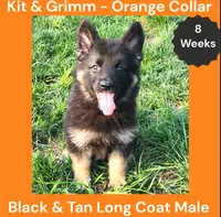 AKC Black & Tan Long Coat - KG Orange, a male German Shepherd Dog for sale in Princeville, IL – 3 of 8