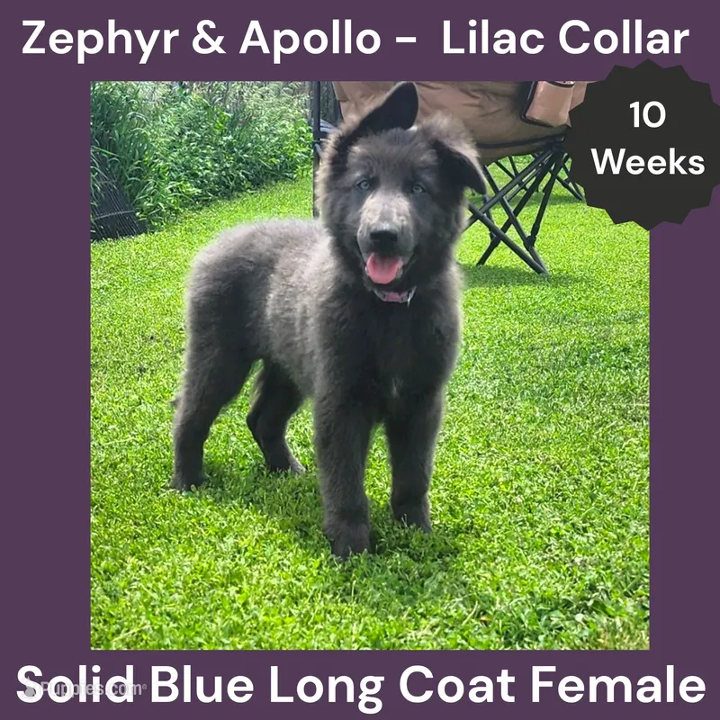 AKC Blue LH - ZA Lilac  – German Shepherd Dog puppy for sale in Princeville, IL