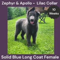 AKC Blue LH - ZA Lilac , a female German Shepherd Dog for sale in Princeville, IL – 4 of 10