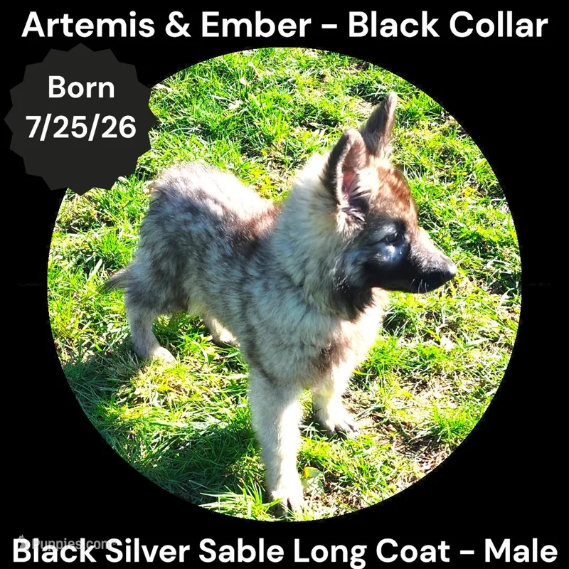 AKC Black Silver Sable Long Coat - AE Black – German Shepherd Dog puppy for sale in Princeville, IL