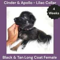 AKC Black & Tan Long Coat - CA Lilac, a female German Shepherd Dog for sale in Princeville, IL – 2 of 3
