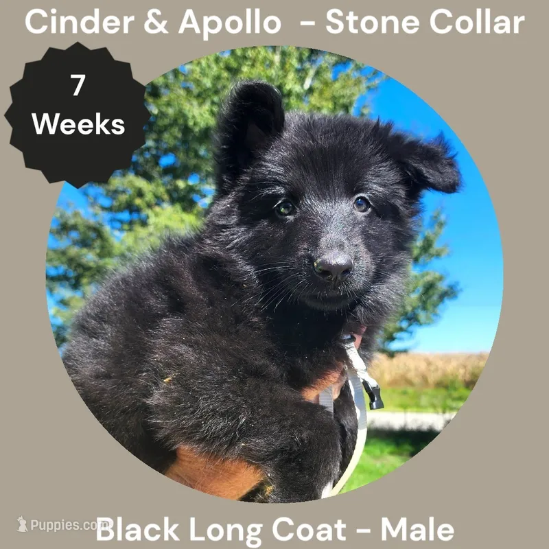 AKC Black Long Coat - CA Stone – German Shepherd Dog puppy for sale in Princeville, IL