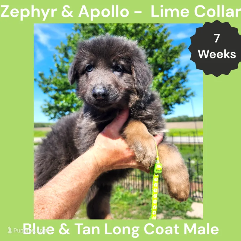 AKC Blue & Tan LH - ZA Lime – German Shepherd Dog puppy for sale in Princeville, IL