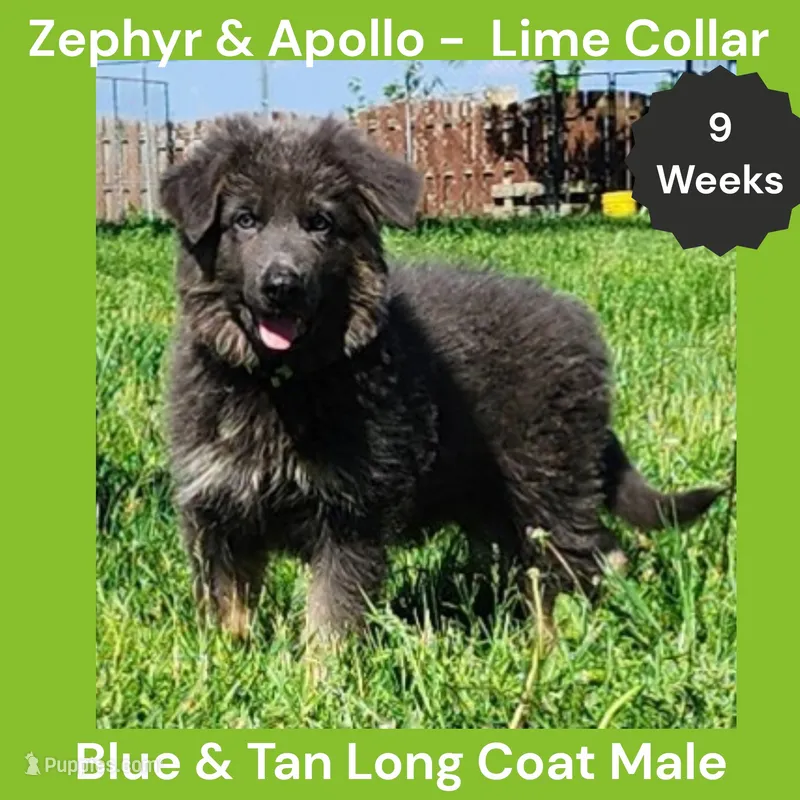 AKC Blue & Tan LH - ZA Lime – German Shepherd Dog puppy for sale in Princeville, IL
