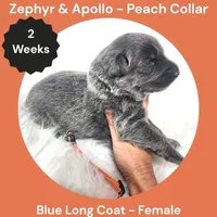 AKC Blue Long Coat - ZA Peach, a female German Shepherd Dog for sale in Princeville, IL – 2 of 3