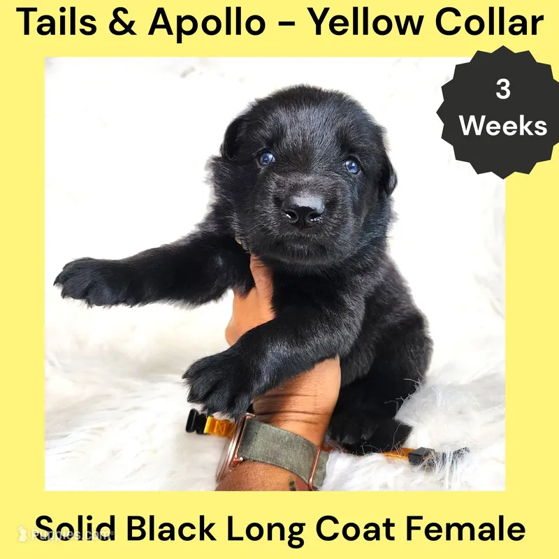 AKC Black Long Coat - TA Yellow – German Shepherd Dog puppy for sale in Princeville, IL