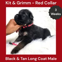 AKC Black & Tan Long Coat - KG Red, a male German Shepherd Dog for sale in Princeville, IL – 7 of 9