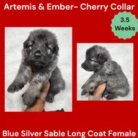 AKC Blue Silver Sable Long Coat - AE Cherry, a female German Shepherd Dog for sale in Princeville, IL – 3 of 4