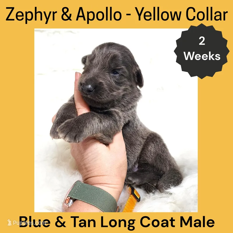 AKC Blue & Tan LH - ZA Yellow – German Shepherd Dog puppy for sale in Princeville, IL