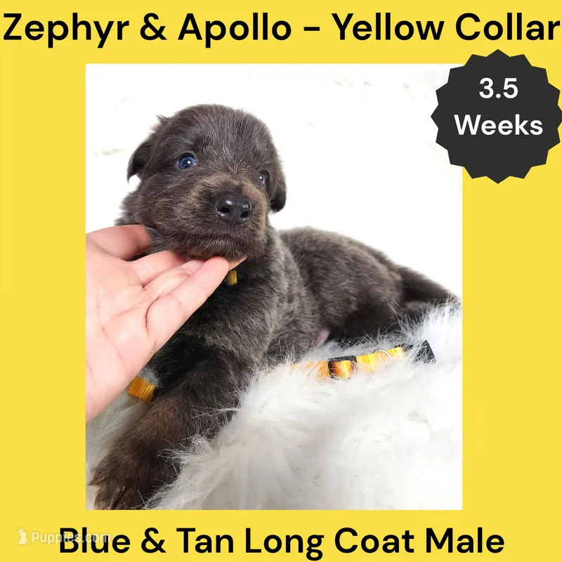 AKC Blue & Tan LH - ZA Yellow – German Shepherd Dog puppy for sale in Princeville, IL