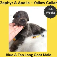 AKC Blue & Tan LH - ZA Yellow, a male German Shepherd Dog for sale in Princeville, IL – 7 of 9